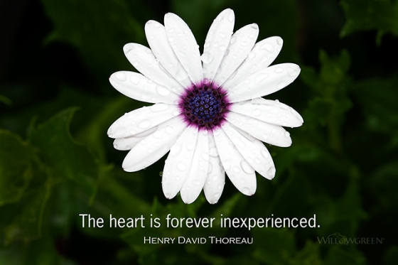 The heart is forever inexperienced. Henry David Thoreau