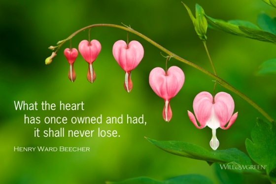 Photograph of bleeding heart flowers with a quote by Henry Ward Beecher: "What the heart has once owned and had, it shall never lose."